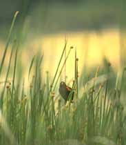 Wetland Rushes